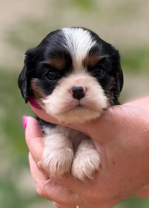 Cavalier King Charles Spaniel  Femelle 5 Du Royaume D 8c49a