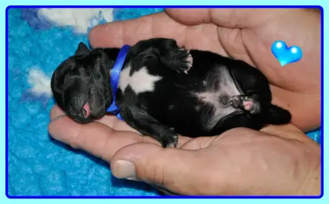 Staffordshire Bull Terrier  B............. Solfarino 2724b photo 3