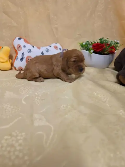 Cocker Spaniel Anglais 
                        B.... 2b8b2 photo 2
