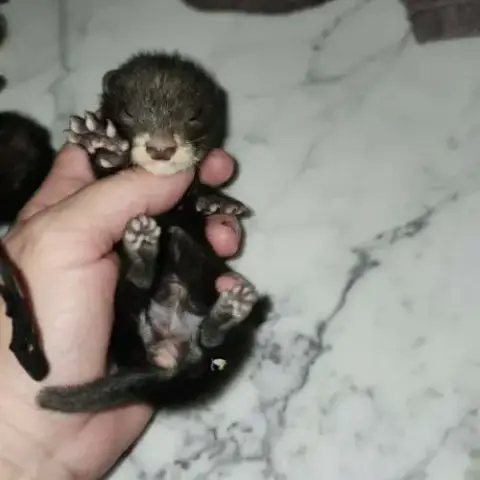Bebe Furet Black