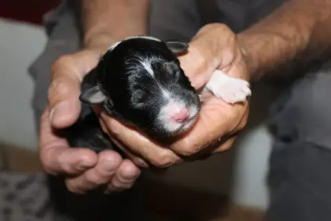 Berger Australien  Chiot N°1 Les Constellations Du Co 3ec2c