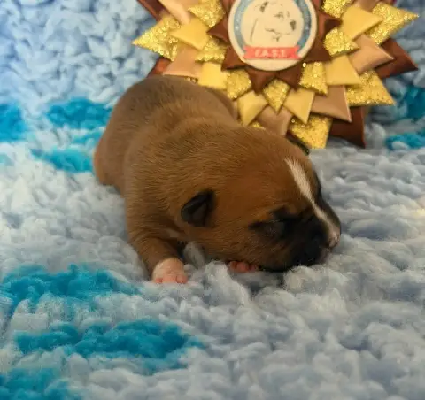 American Staffordshire Terrier  Bowser Des Fauves Du  a5f87 photo 3