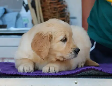 Golden Retriever  Chiot N°3 Lilas De Windy'Stia photo 2