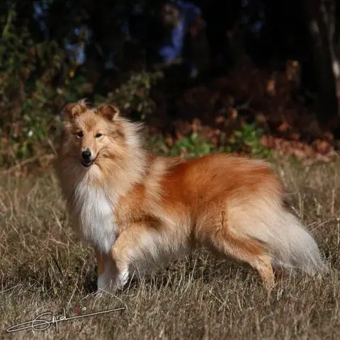 Shetland Sheepdog  Chiot N°4 Du Royaume De La Petite  374e2 photo 3