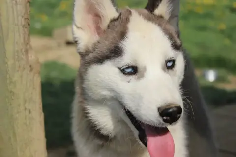 Siberian Husky  Asouna Du Mont Beloukha