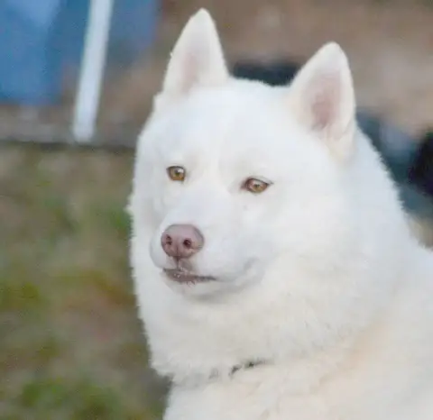Siberian Husky photo 3