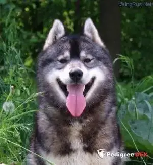 Siberian Husky  Banzaï Gold Of Wolf photo 3