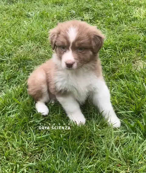 Berger Australien  Chiot N°8 Des Monts De La Gaya Sci 7161c