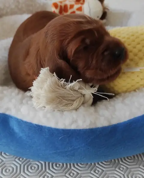 Setter Irlandais Rouge 
                        Chiot ff0ba photo 2