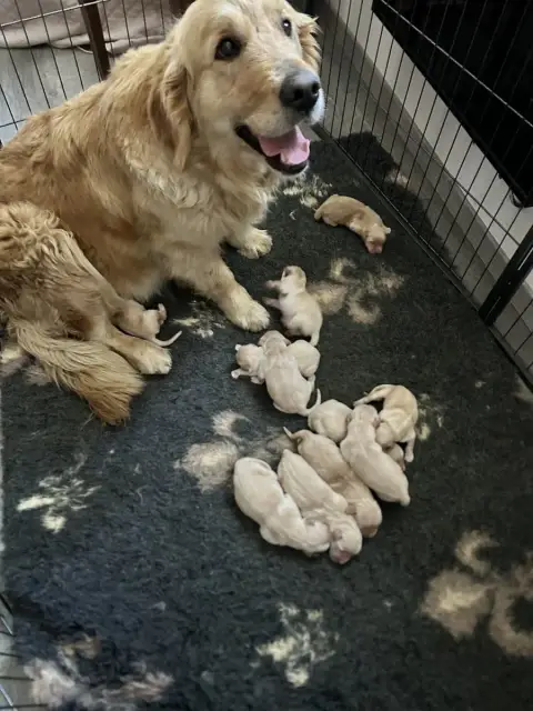 Golden Retriever  Chiot N°7 Du Ruisseau De La Groseil fbe92