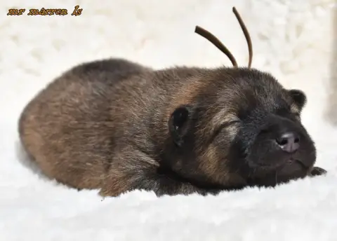 Eurasier  Chiot 6 Des Legendes De Retz photo 3