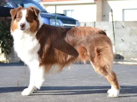 Berger Australien  Balou Du Domaine De Country photo 2