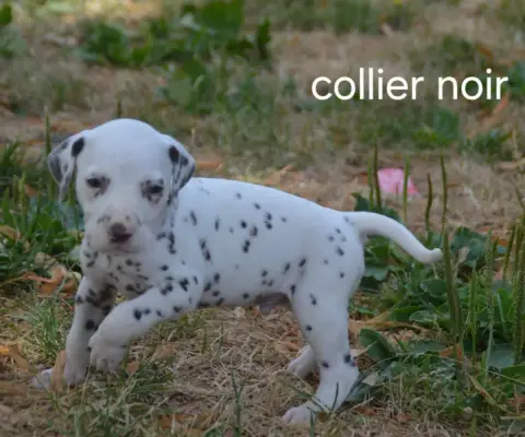 Dalmatien  Collier Noir Des Hauts Templiers