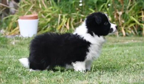 Border Collie 
                        Garçon 4 Of Pa 393b1 photo 2