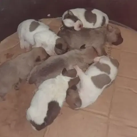 Chiots Jack Russell