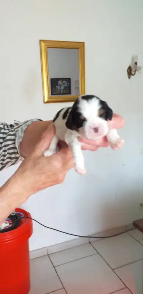 Cavalier King Charles Spaniel  Chiot 3 Du Val De Cour 99673