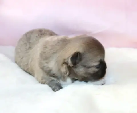 Chihuahua  Chiot 2 Sweet Little Roses photo 3