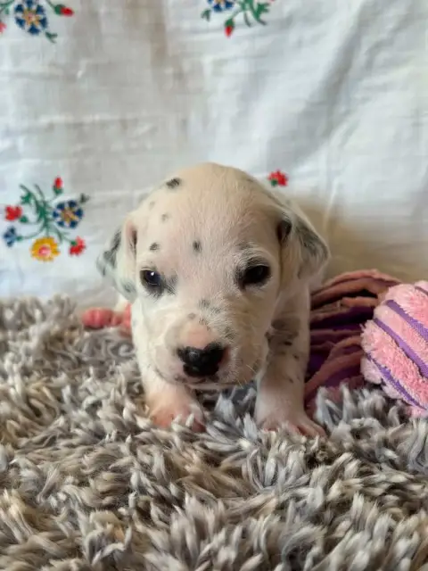Dalmatien  Sans Collier Des Gardiennes De La Vallée D d68f3 photo 2