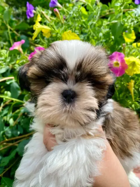 Shih Tzu  Boby De La Baronnerie Des Cuillerdier