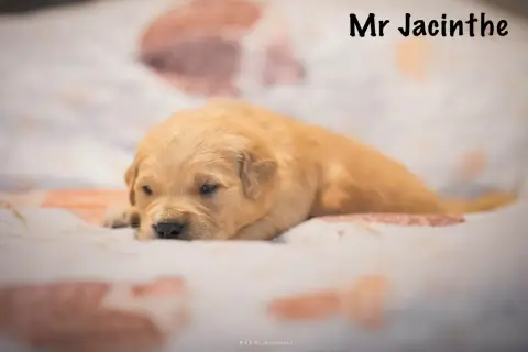 Golden Retriever  Monsieur Jacinthe Des Terres Sacrée acb25 photo 2