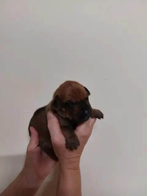 Rhodesian Ridgeback 
                        Collier  8a3f1 photo 2