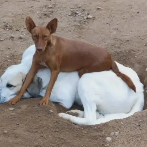 Promisse Petite Chienne De