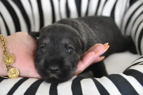 Schnauzer  Chiot 6 Du Domaine De Prescalix photo 2