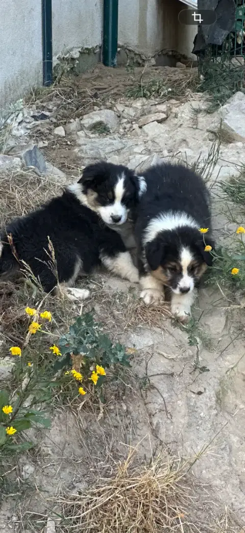 Berger Australien  Brunetta Di Cani Sulaghjinci