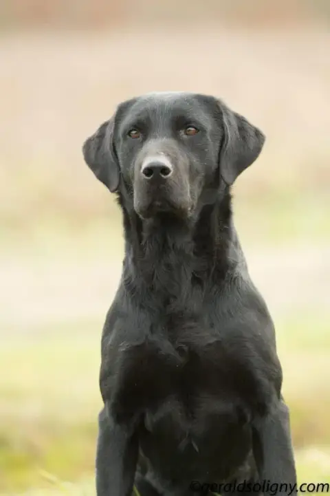 Labrador Retriever  Chiot 7 Des Roseaux Normands photo 2