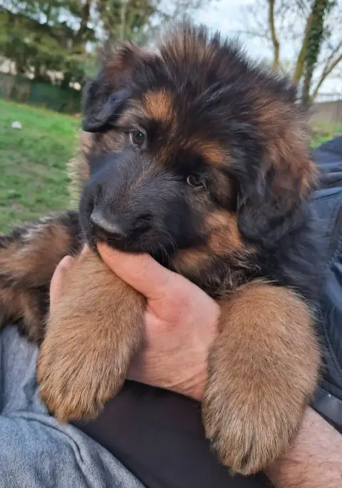 Berger Allemand  Chiot 3 Du Fosse Des Pandours