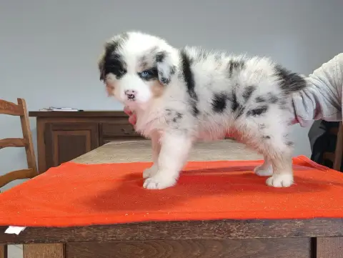 Berger Australien  Chiot N°5 Des Hirondelles Du Voyag 52a7b photo 2