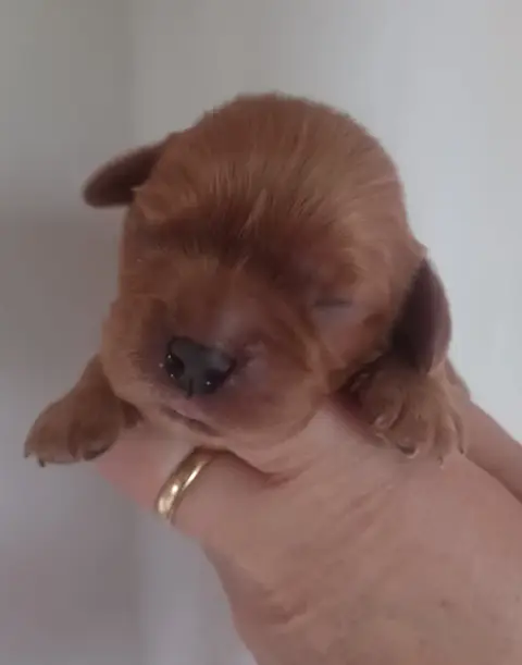 Cavalier King Charles Spaniel  Mâle Ruby Du Domaine D c4e01