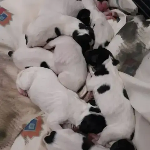 Adopter Vends Chiots Pointer Anglais Lof