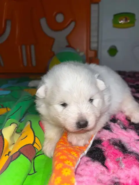 Spitz Japonais  Chiot N°3 Ql De Jerrie Black photo 3