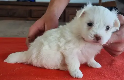 Coton De Tulear  Chiot N°4 Des Hirondelles Du Voyage a75cb