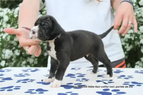 Dogue Allemand  Balthazar Du Clos Du Bonheur photo 3