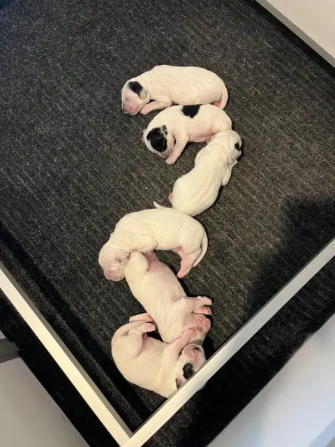 Setter Anglais  Chiot 6 Des Bruyères Murettes
