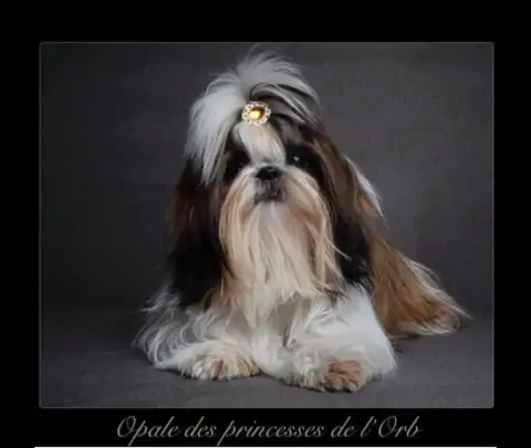 Shih Tzu  Beauty. Chiot N°3 Des Princesses De L'Orb 5f273 photo 3