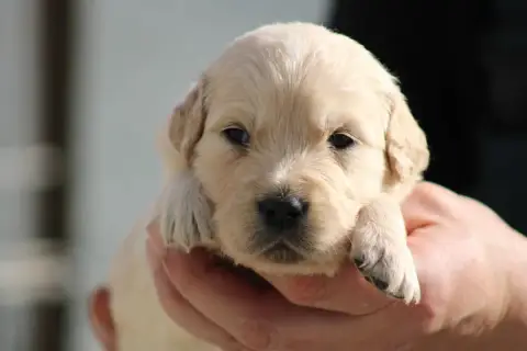 Golden Retriever  Chiot N°1 Des Romarins De Mayerling 0c78c photo 3