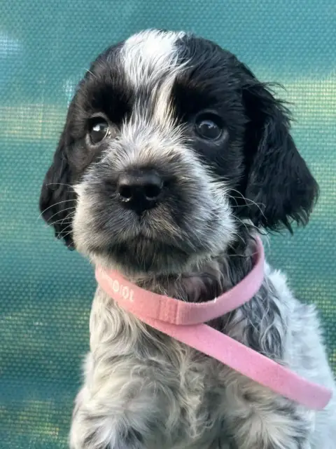 Cocker Spaniel Anglais  Collier Rose De L'Empereur Si 716cb photo 2