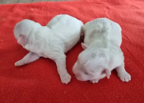 Coton De Tulear  Chiot N°4 Des Hirondelles Du Voyage c9775 photo 3