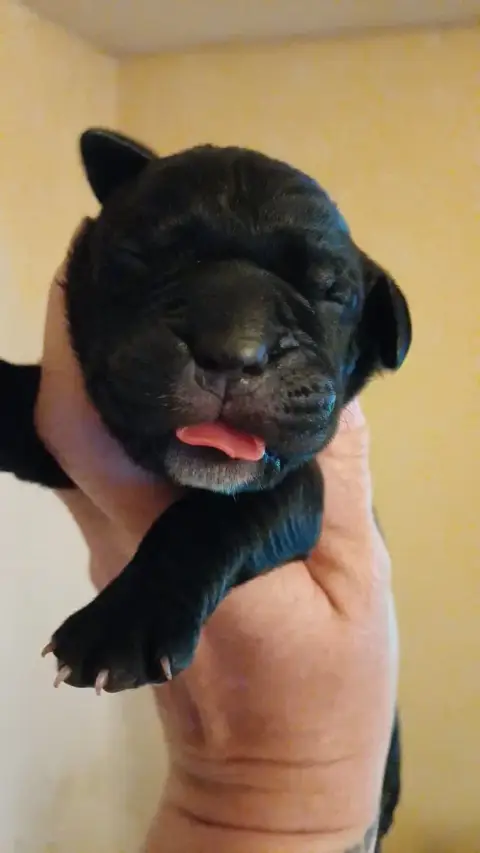 Cane Corso  Femelle Noire Bringé Collier Violet Des A c3b90