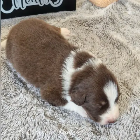Berger Australien  Chiot 7 De La Cité Des Animaux photo 2