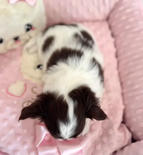 Chihuahua  Bervely Hills Boy Of Aphrodite Childs photo 2