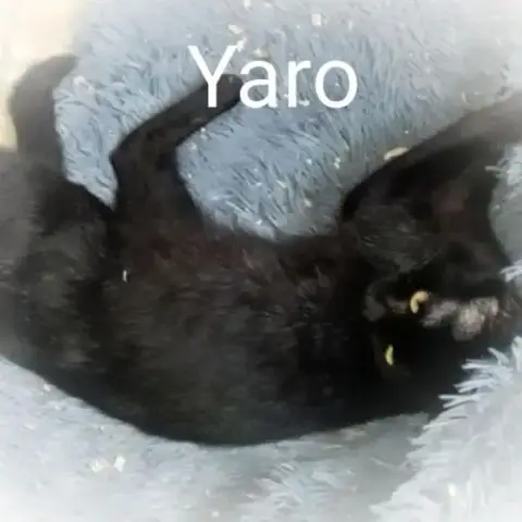 Yaro Chat