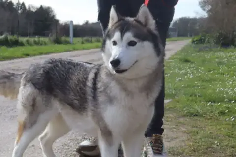 Siberian Husky  Bounty De L'Etoile Bleu Polaire photo 3