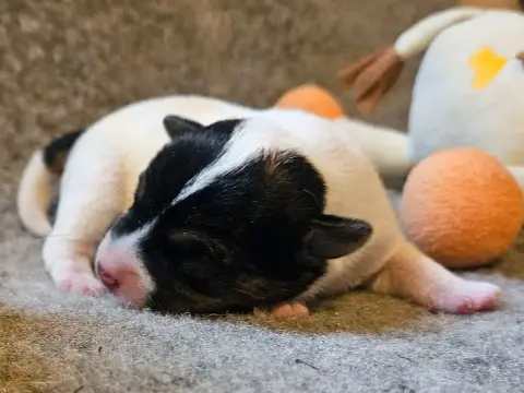 Parson Russell Terrier  Bruno The Magnificent Fox Hun d6963