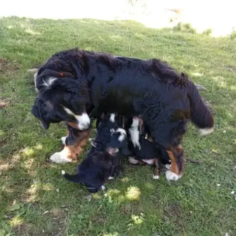 Chiots Bouviers Bernois Lof