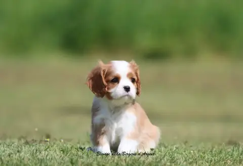 Cavalier King Charles Spaniel  Betsy De La Bergerie D 72ce4