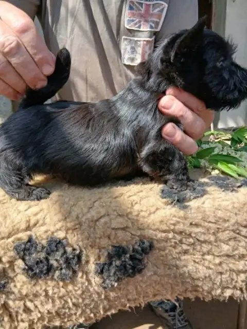 Scottish Terrier  Chiot N°4 Gaterin